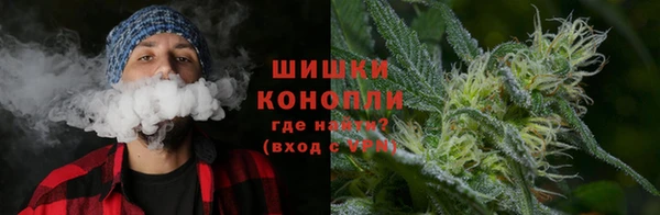 сатива Белокуриха